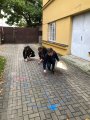Skáču dobře, skáču rád